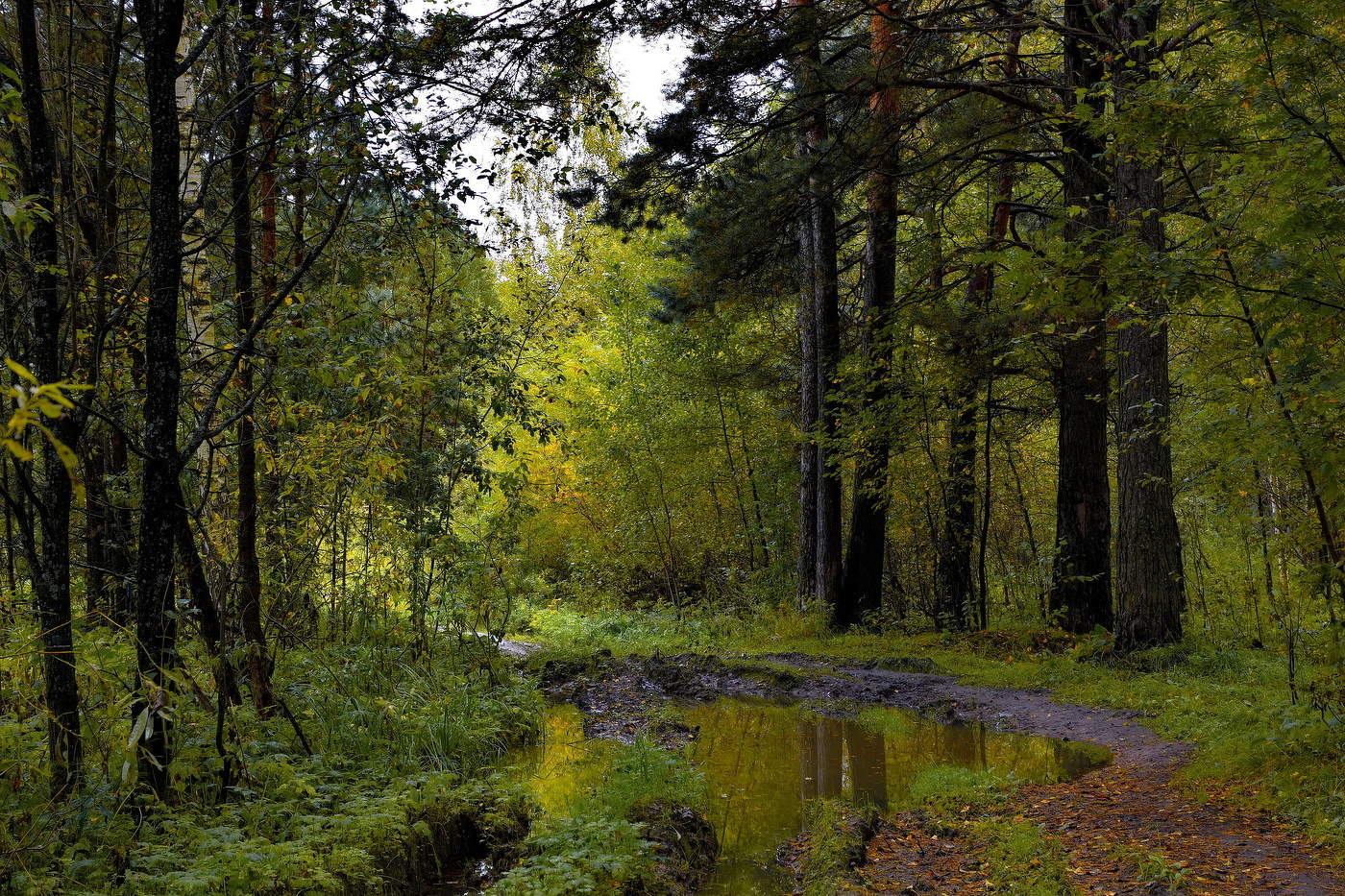 *По лесной дороге.**