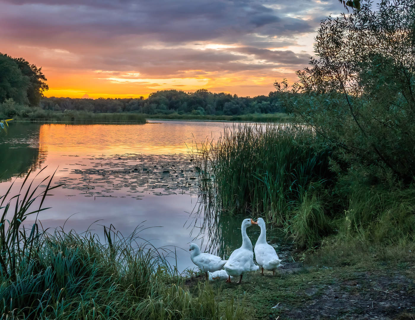 Пейзаж с гусями.