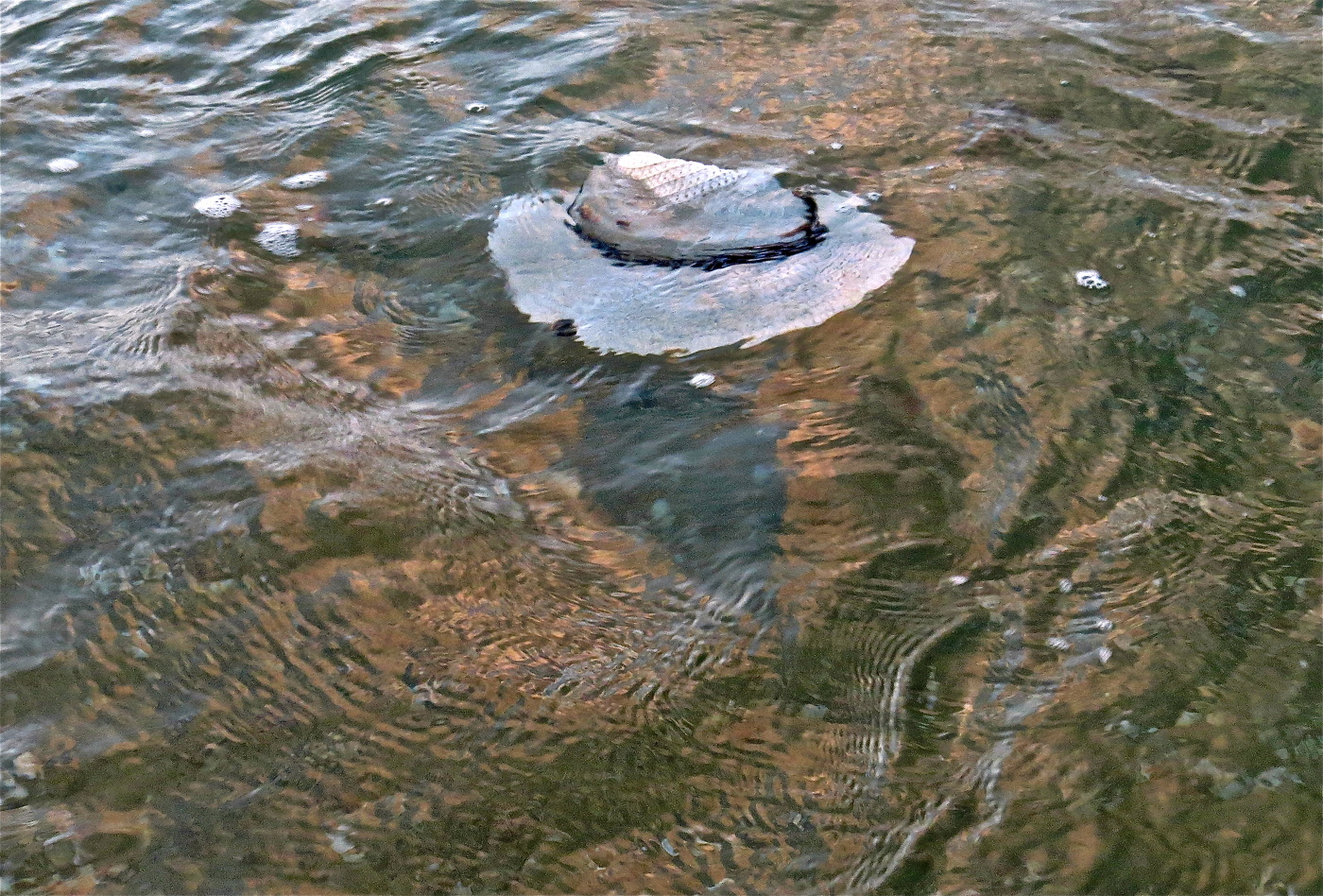 «Не надо плакать...»