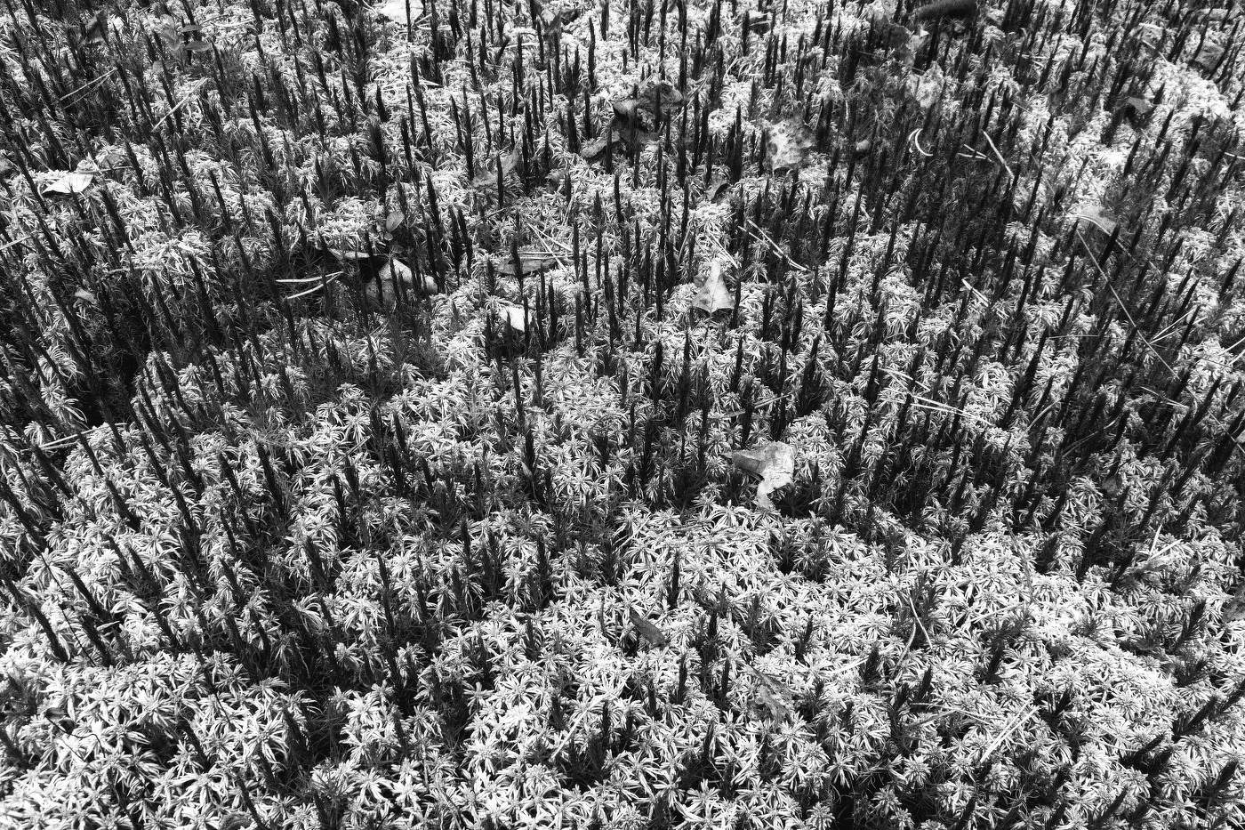 Жизнь вокруг