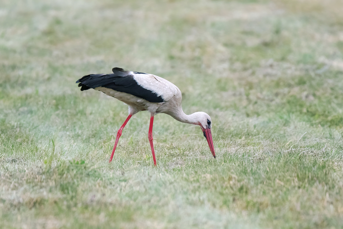 На лугу пасется а.