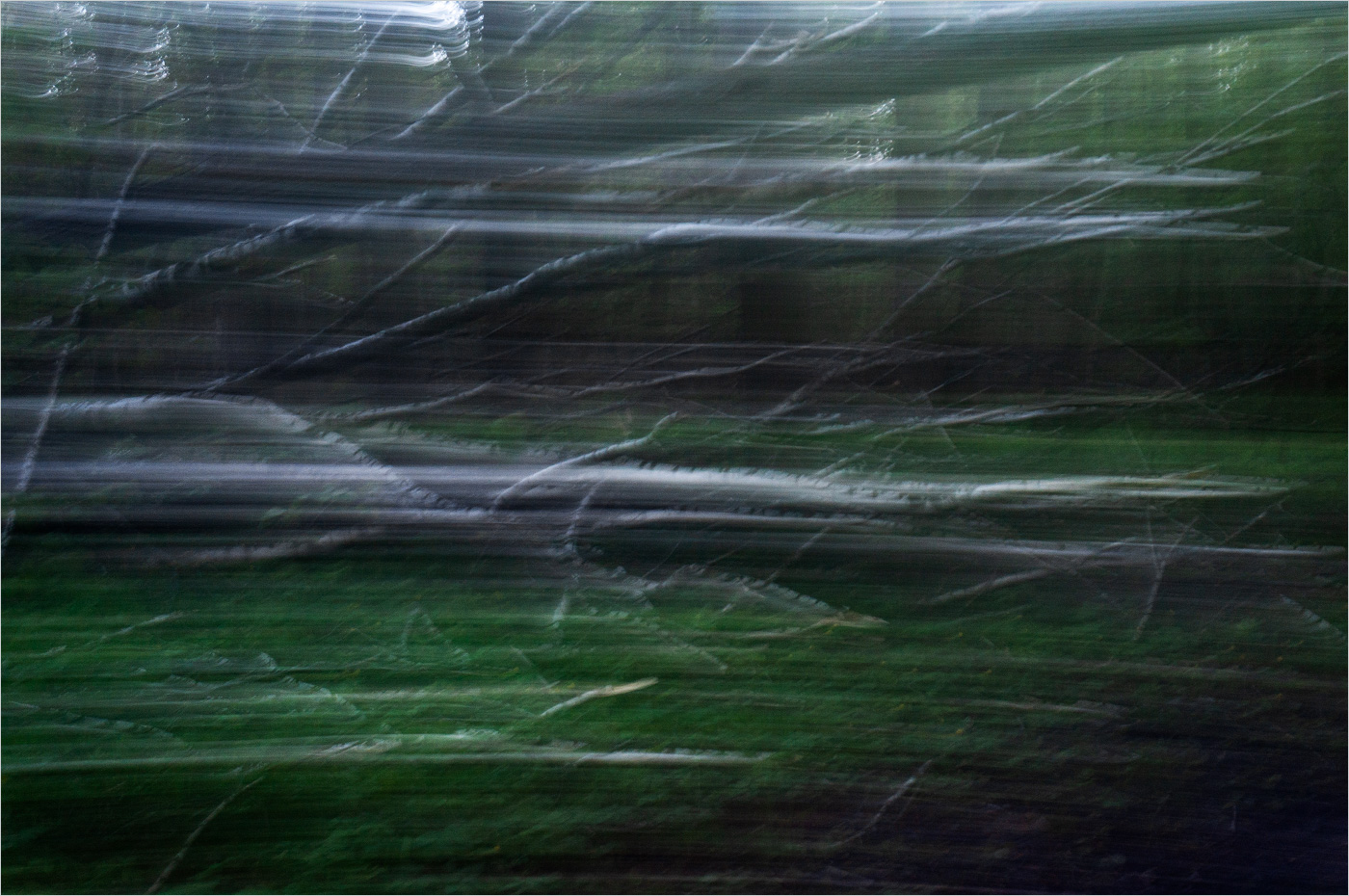 русские березки