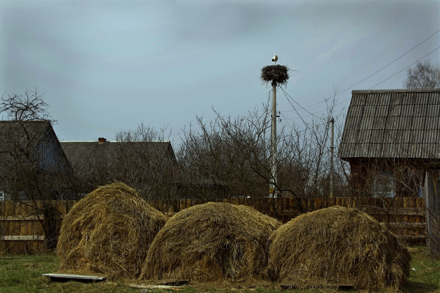 Первые прилетели !