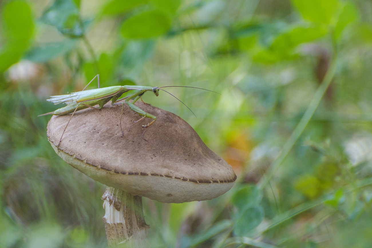 Охотник до подберёзовиков