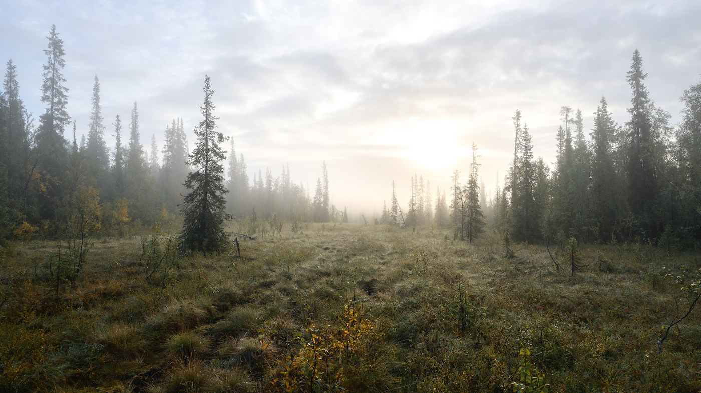 Таёжное утро