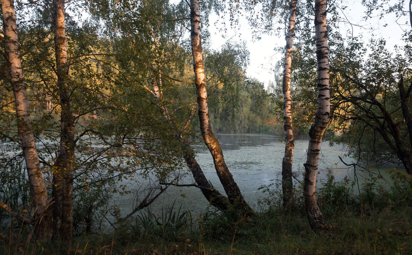Лесное озеро.