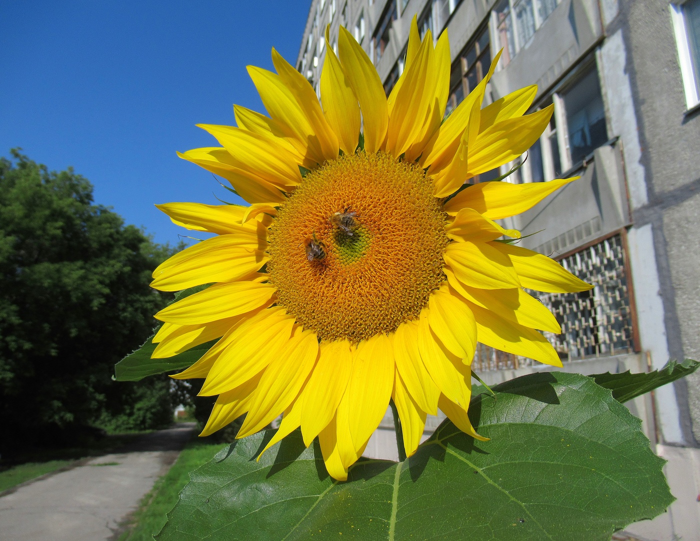 Городской подсолнух