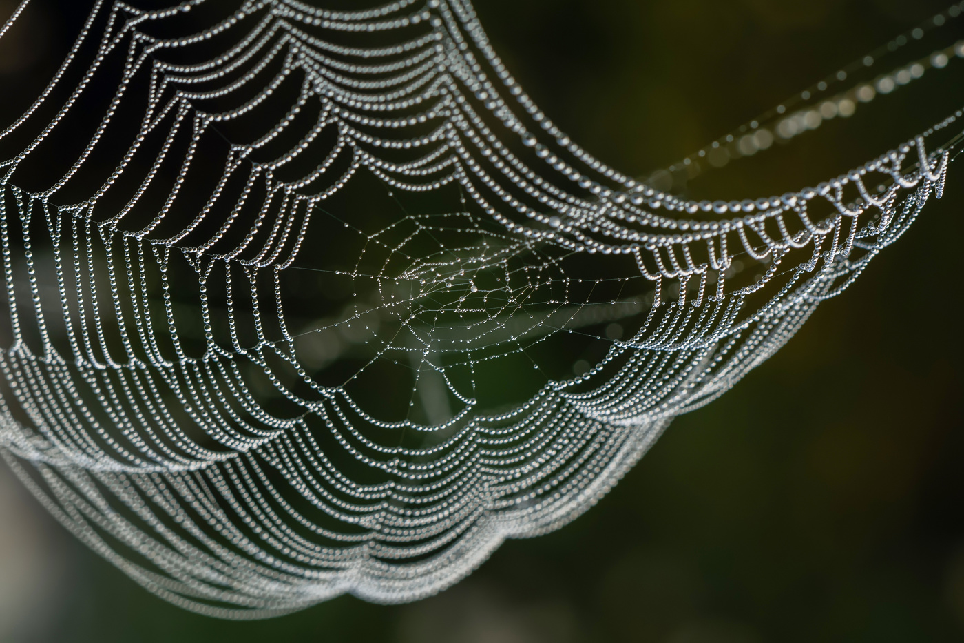 ожерелье для крестовика