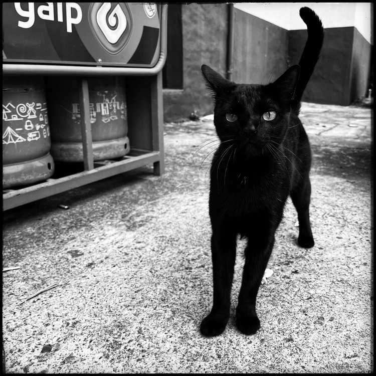 кискАфото (Hello!)