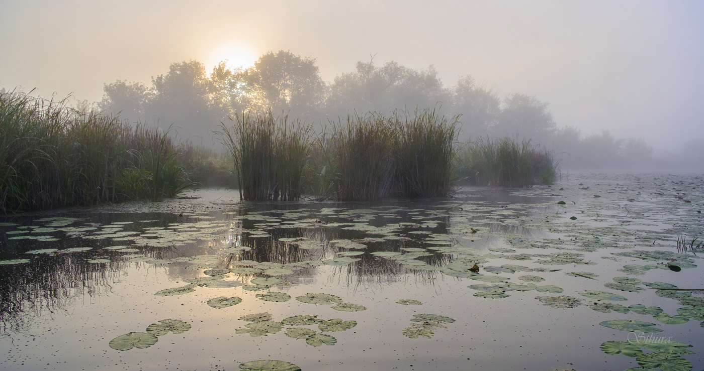 Туманное утро.