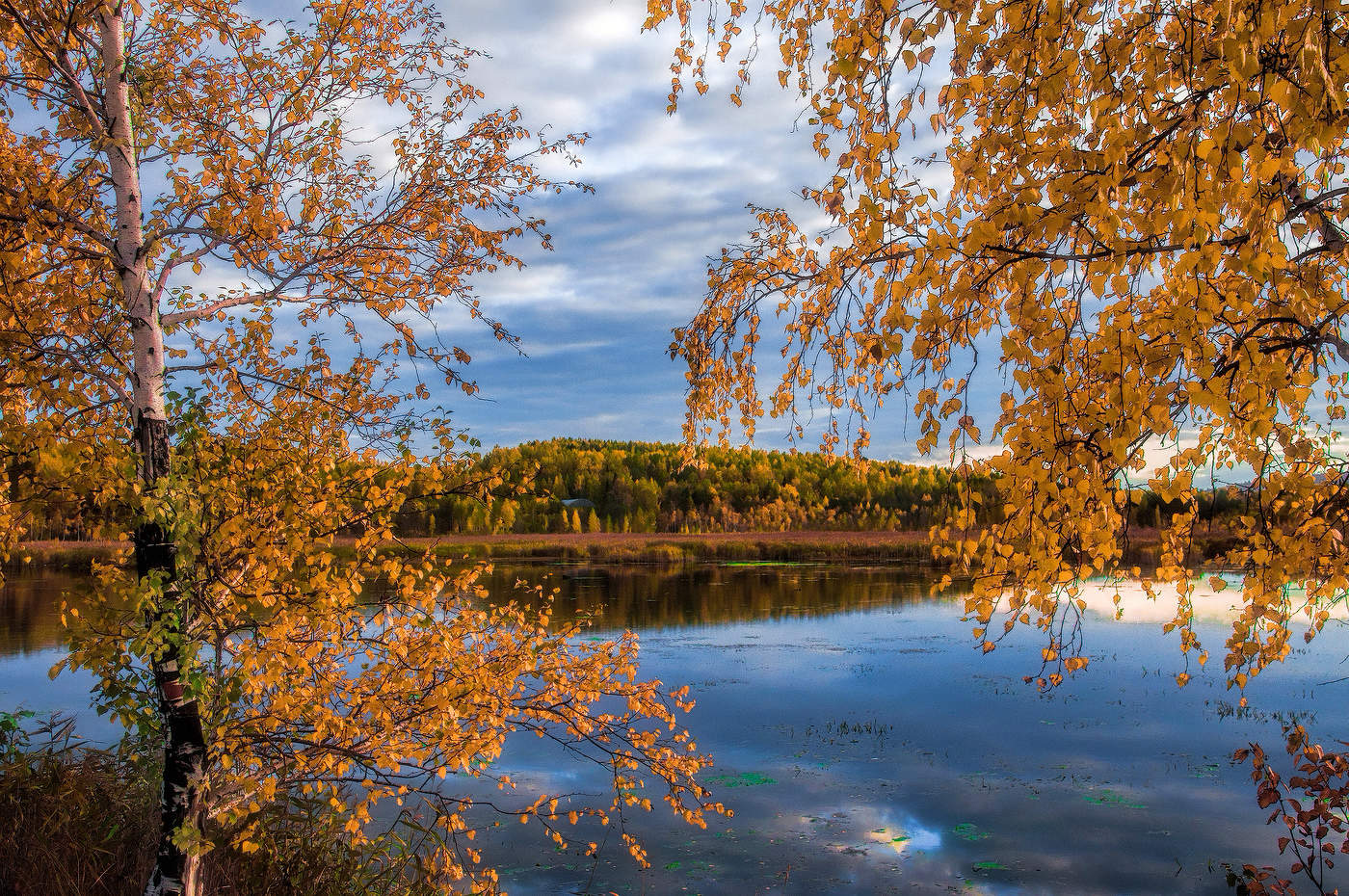 Осеннее золото