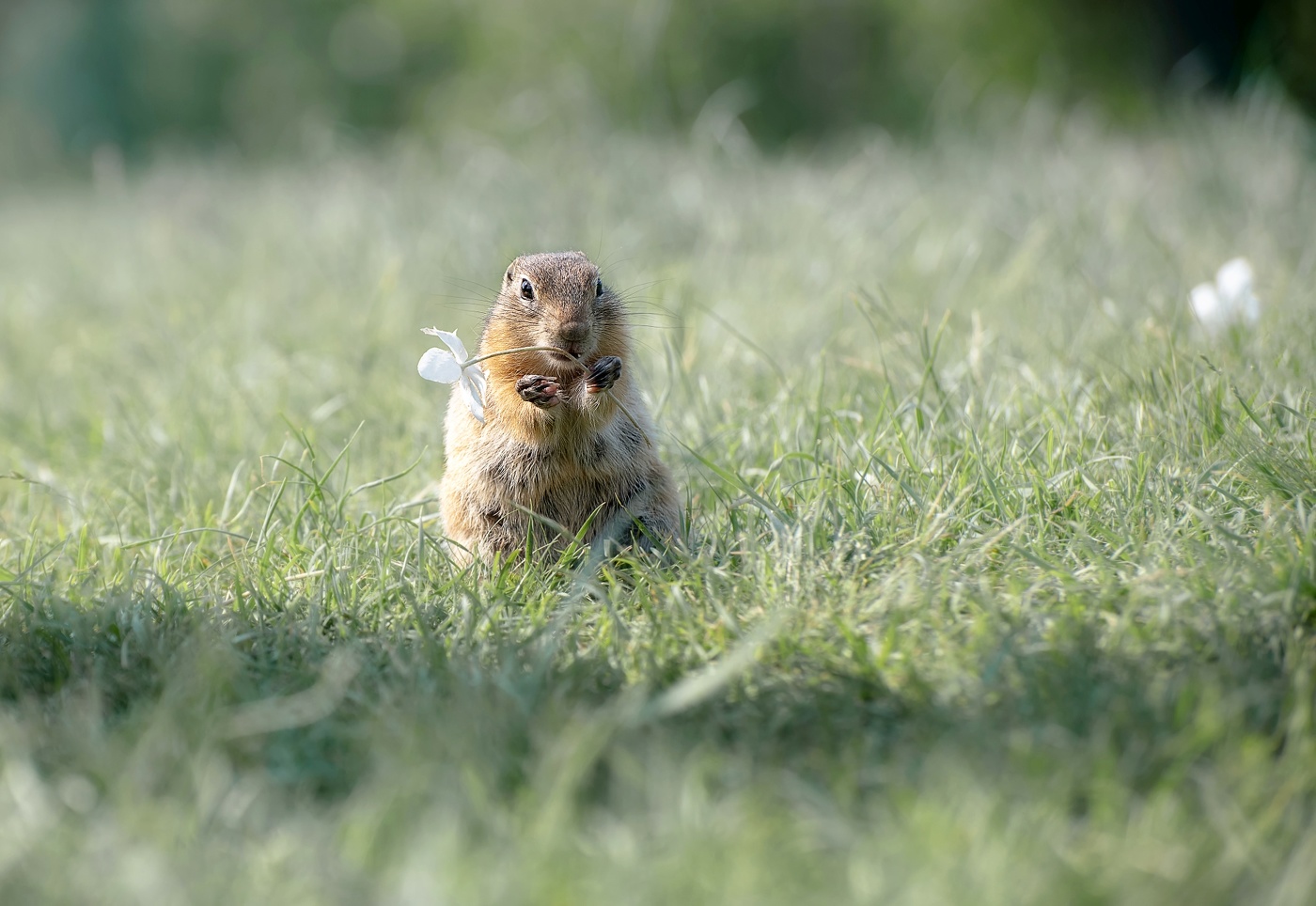 Суслик малыш