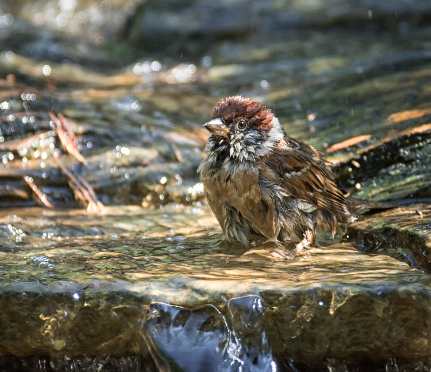 наслаждение..