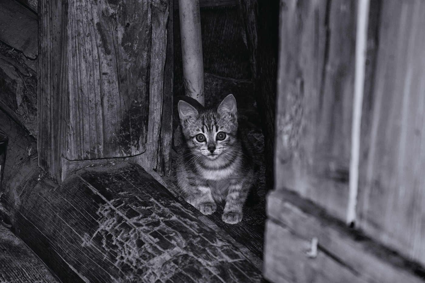 Жизнь вокруг