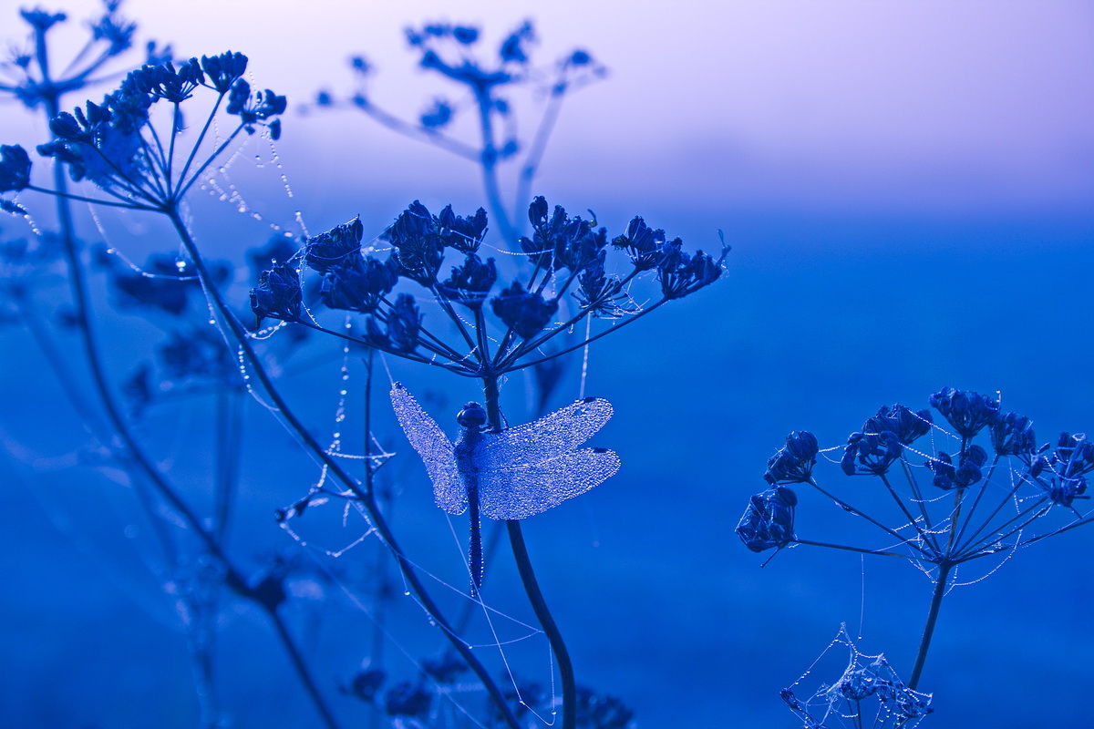 Лето красное пропела....