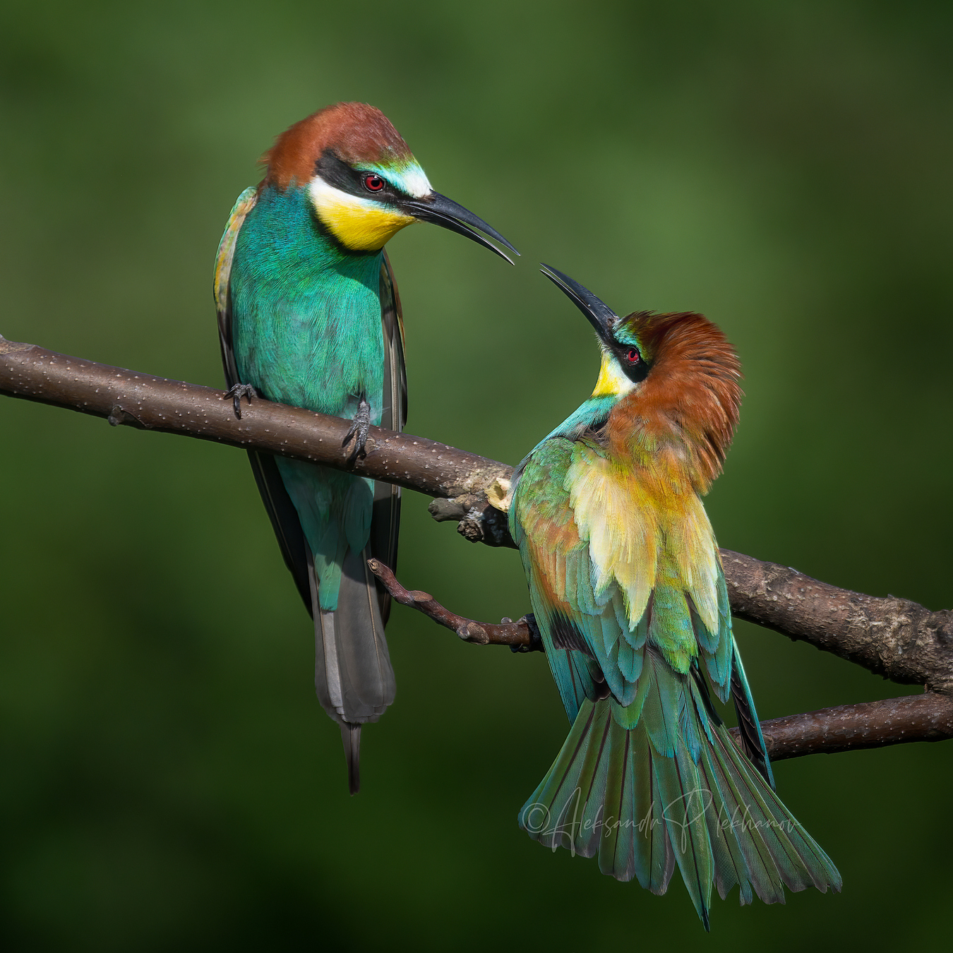 Командовать парадом буду я