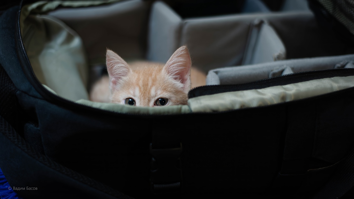 Так...Я еду с вами,и это даже не обсуждается...