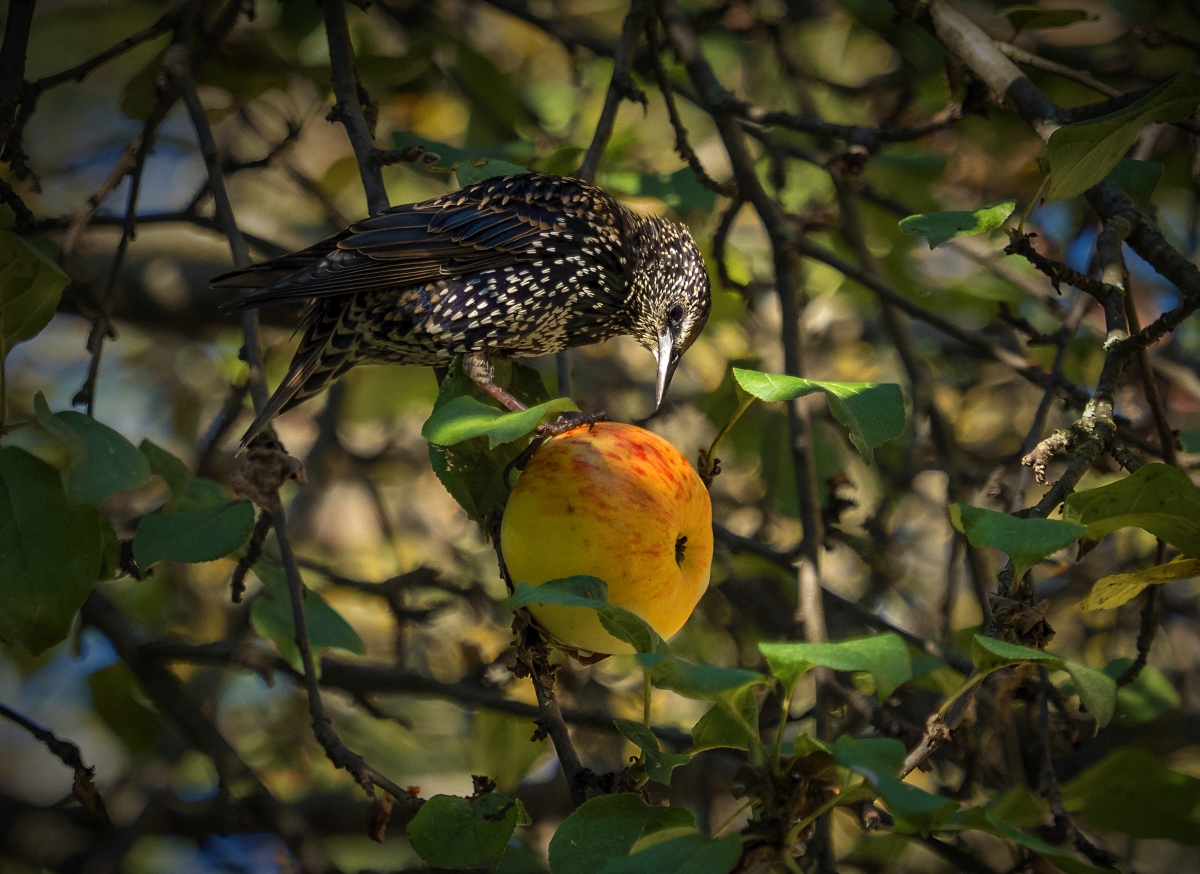 Предвкушение
