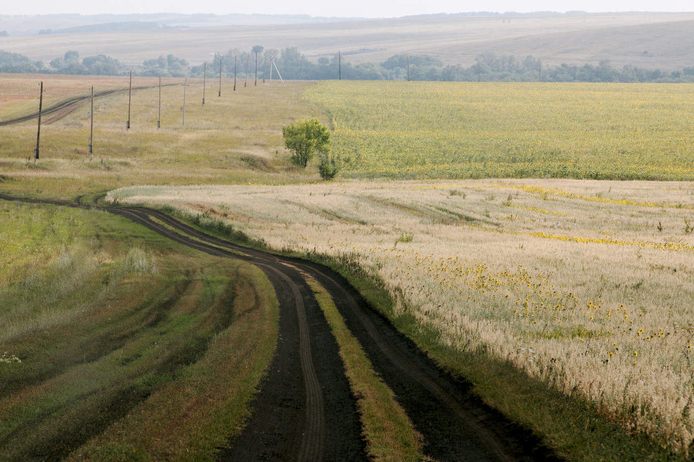 Дорога вдоль поля.
