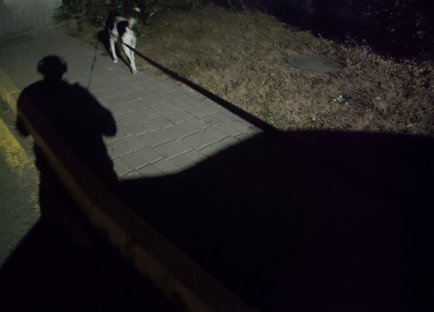 Ночь, улица, фонарь, собака