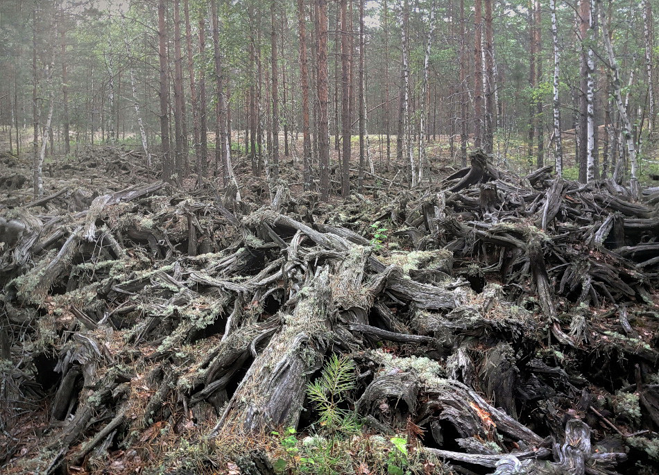 Неприкаянные души леса.