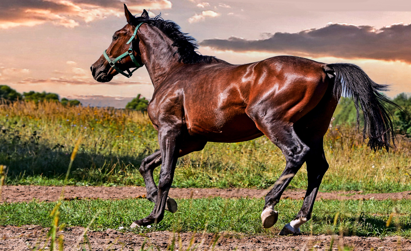Конь гнедой-сила,грация,красота.