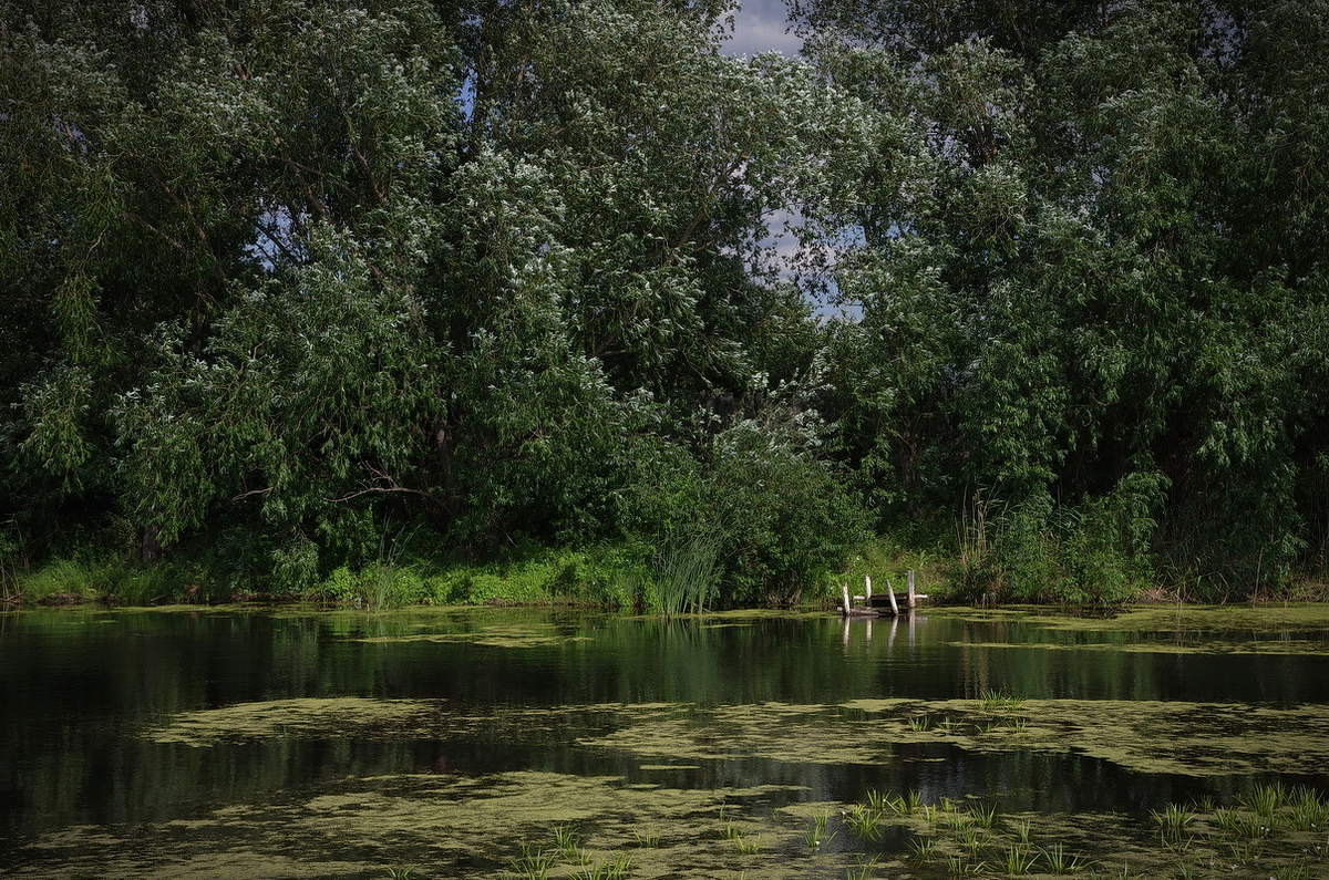 у старого мостка