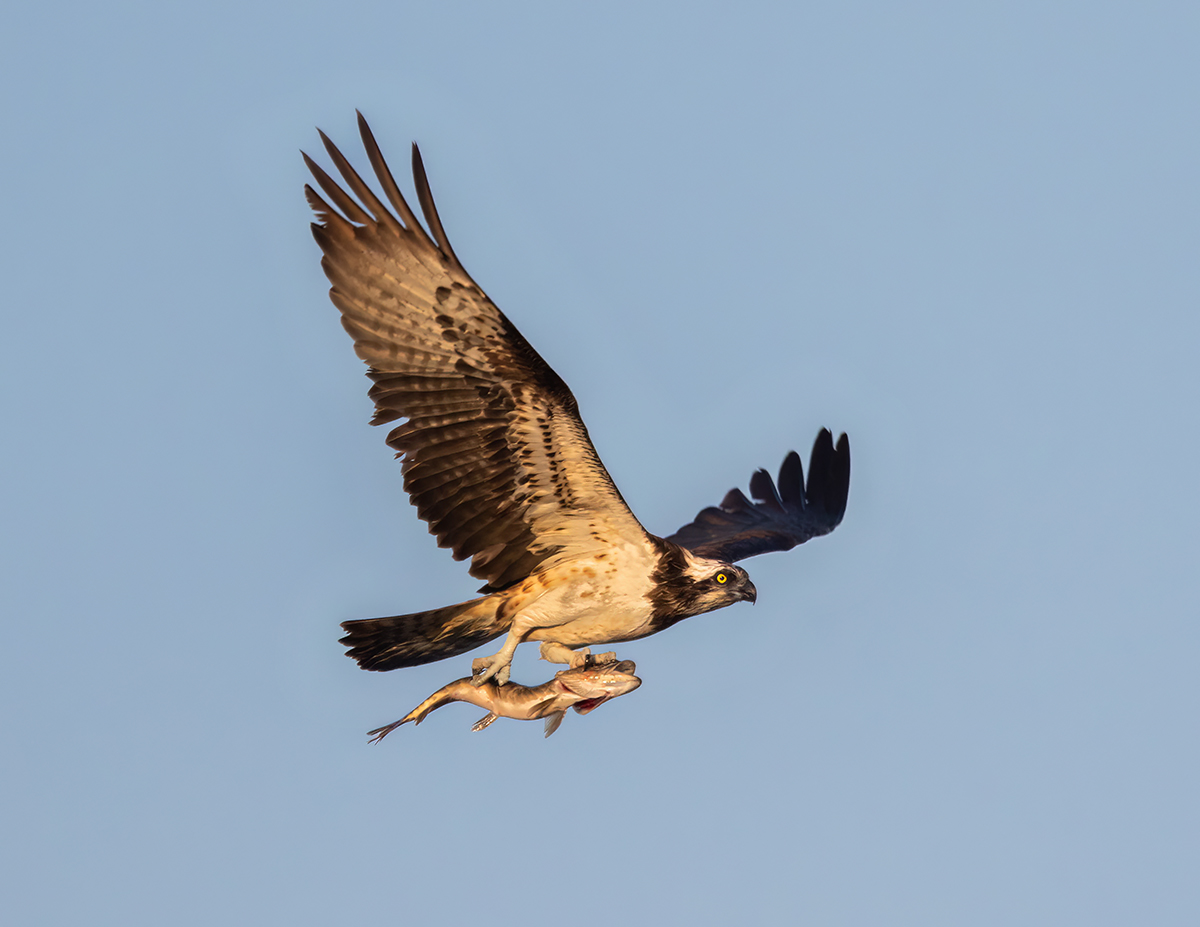 Полет с пассажиром