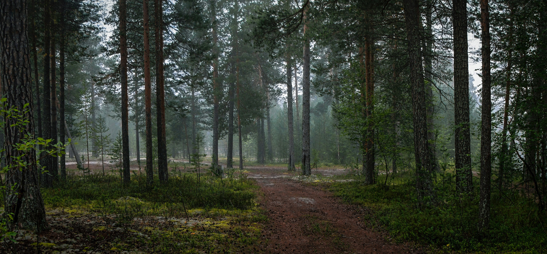 В тумане утреннем неспешными шагами...