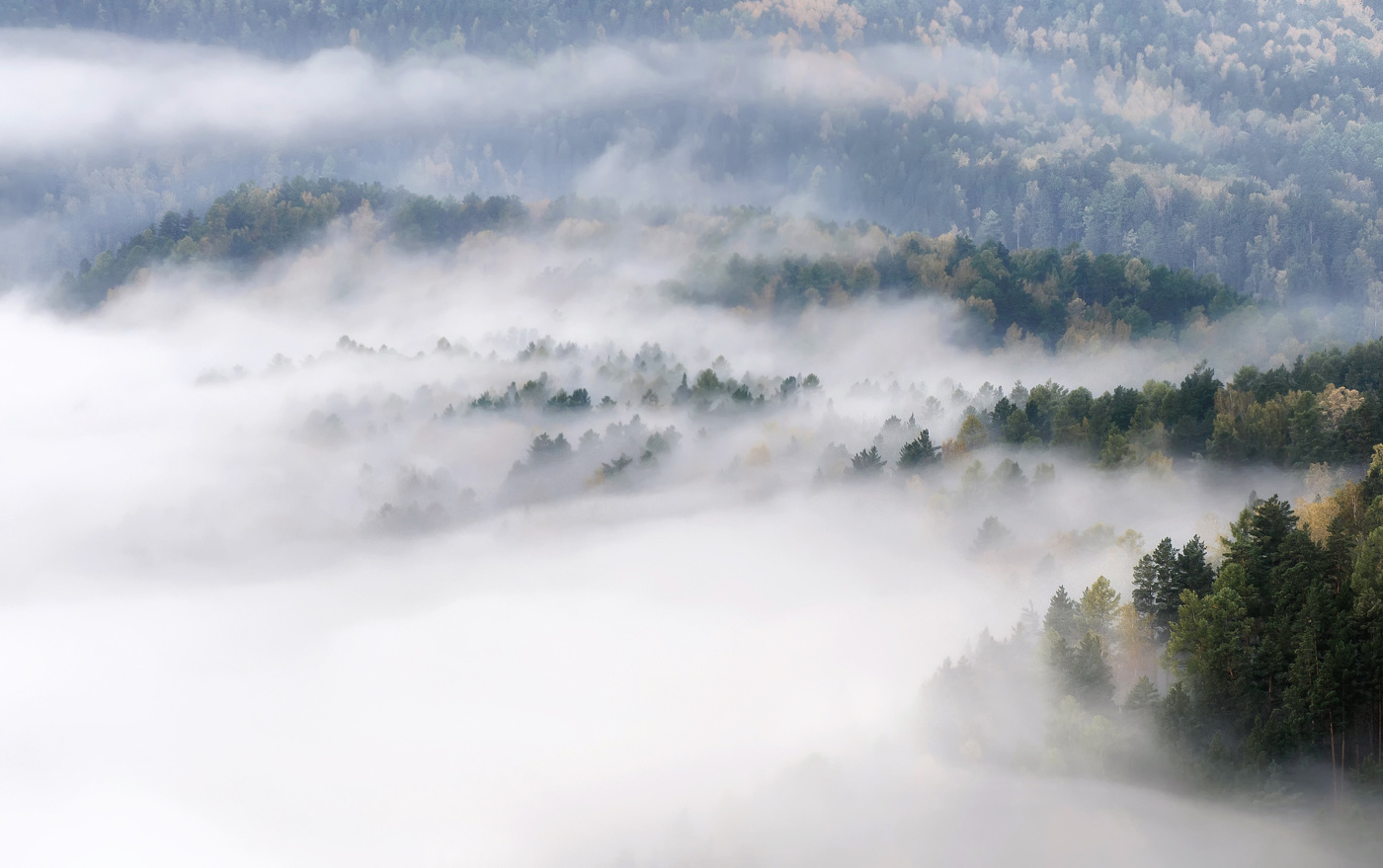 Тайга в тумане