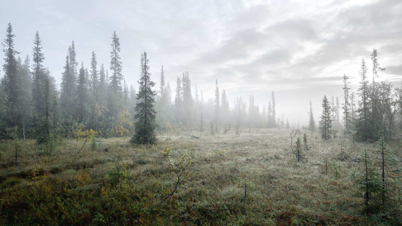 #Сны леса... Кончилось лето