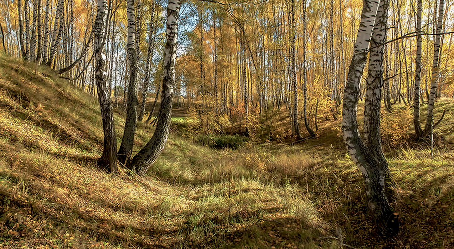 Полосатый лес.