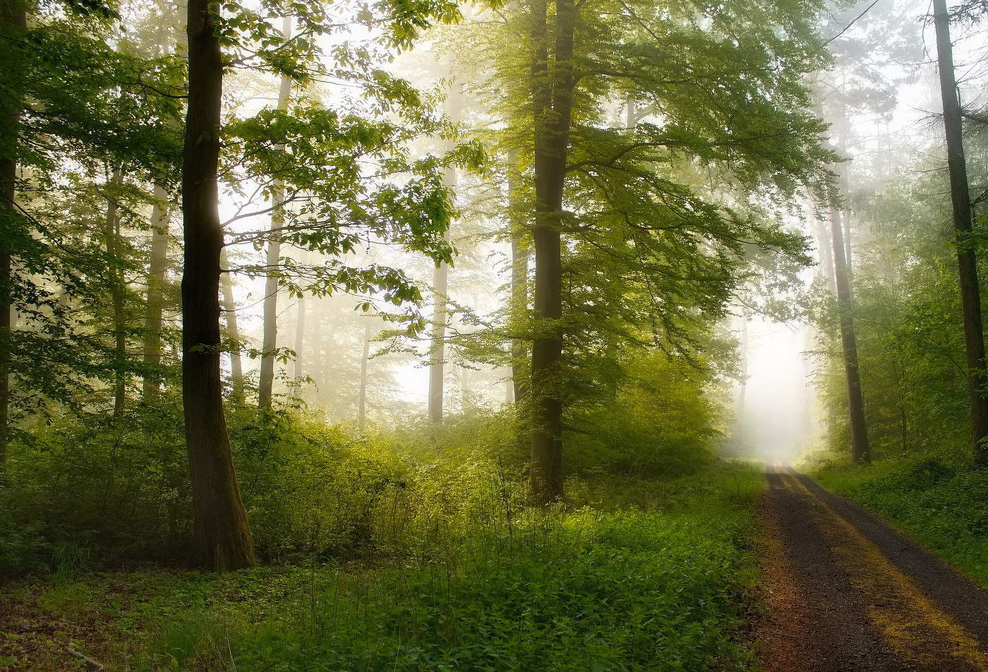 Morgen in den Wald