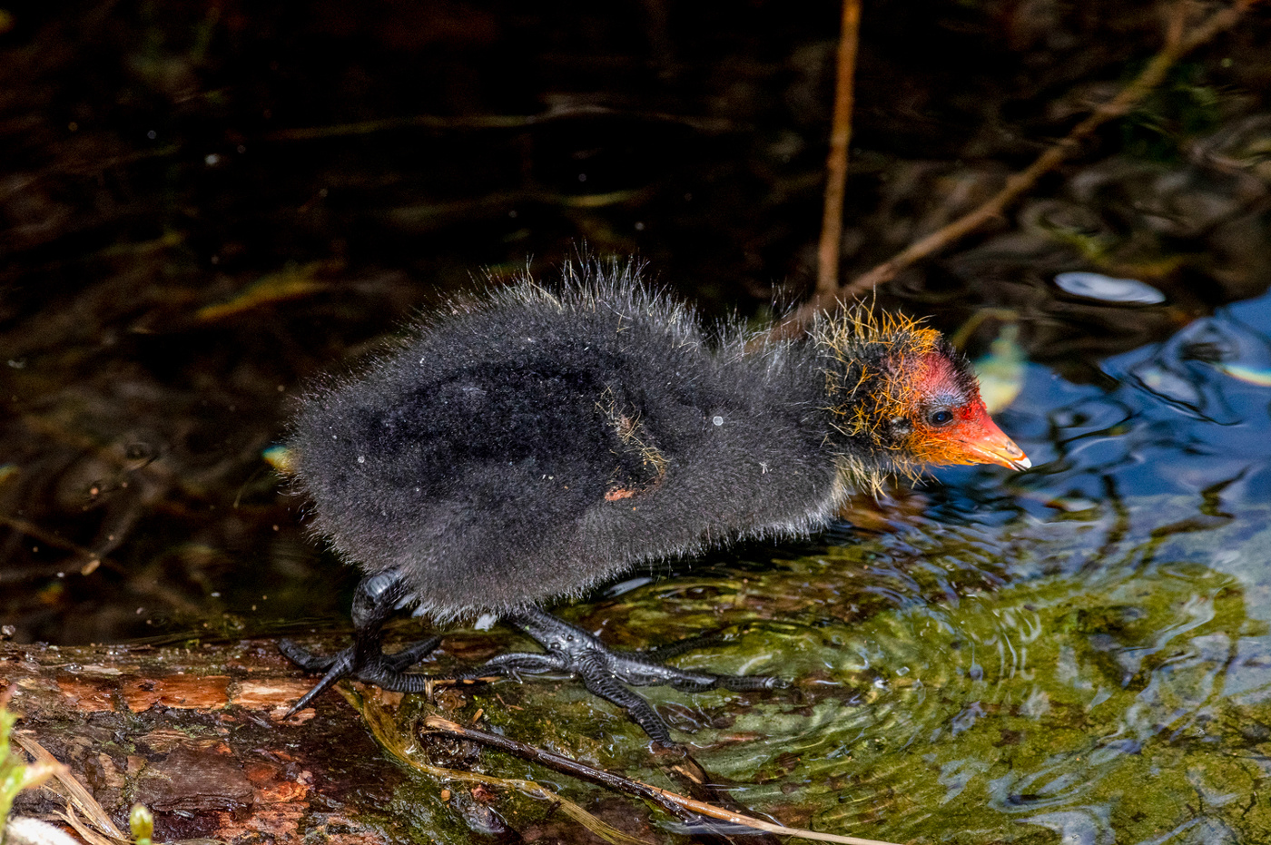 Лысуха. Птенец.