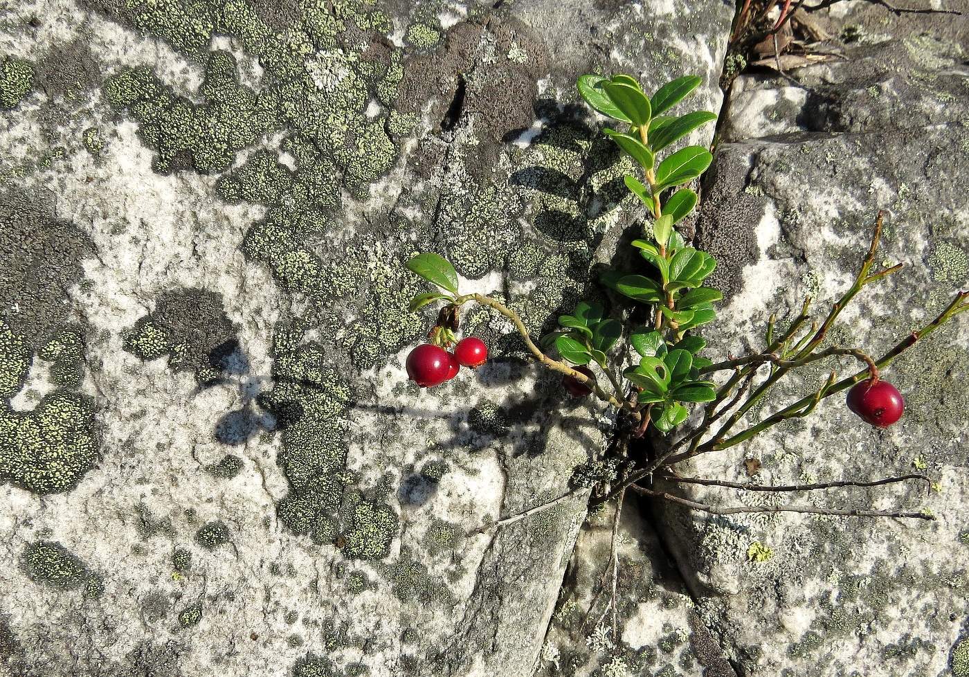 дары природы