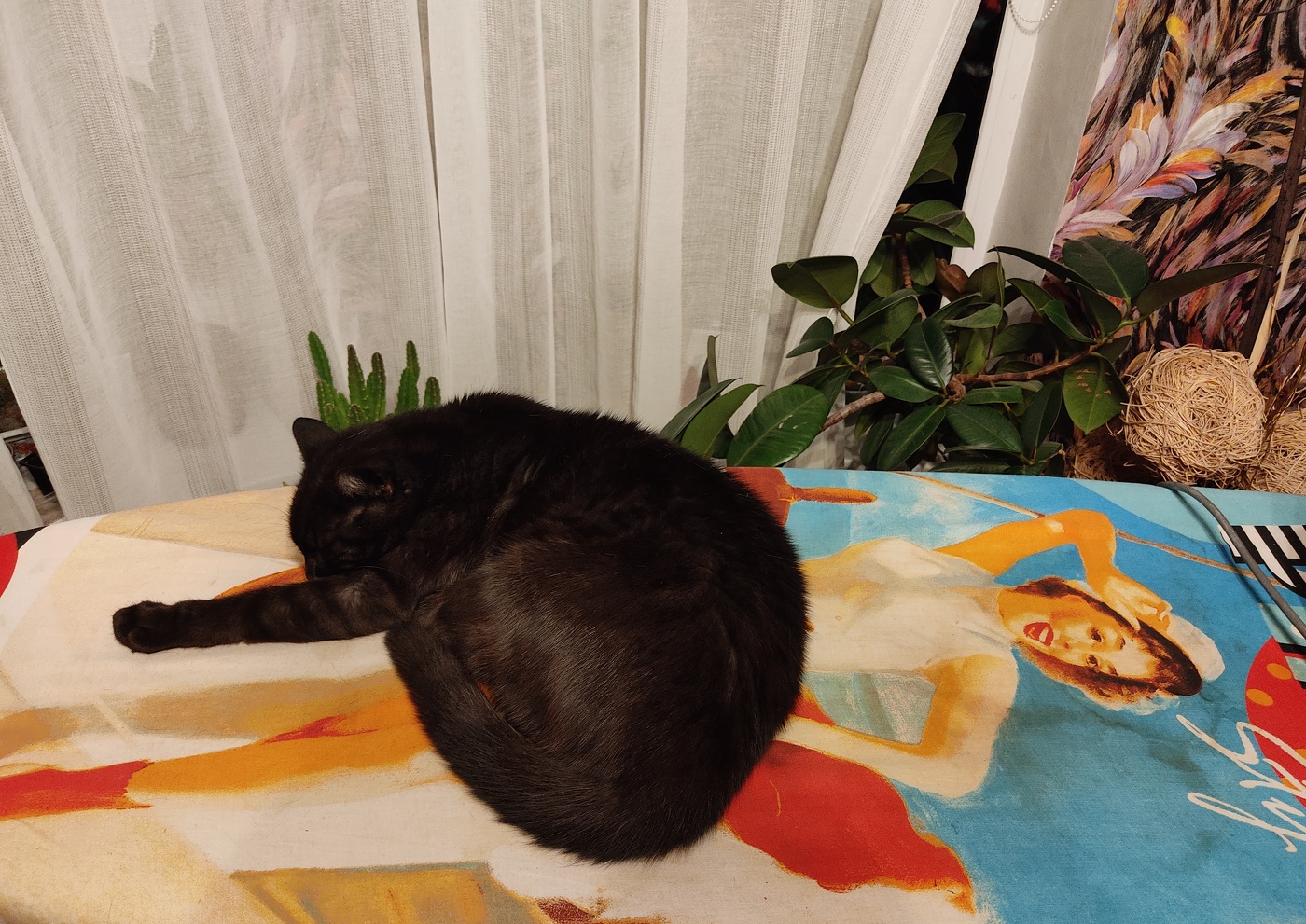 Пин-ап котик