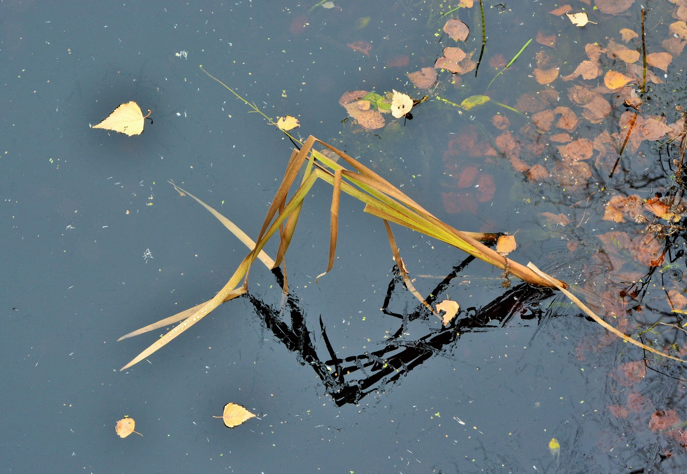 "Осень - хорошее время года, если вы не ботаник..."