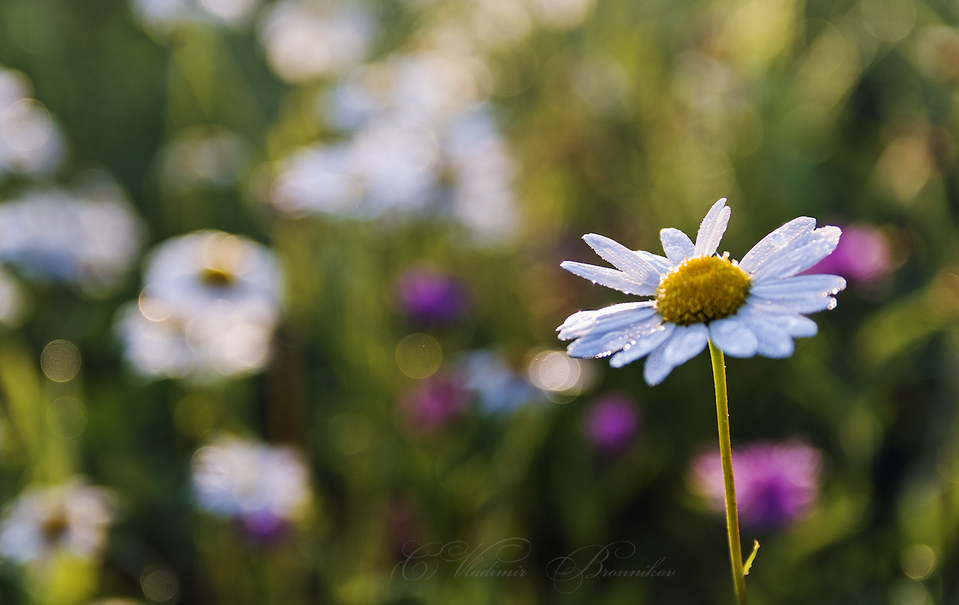 На ромашковом поле