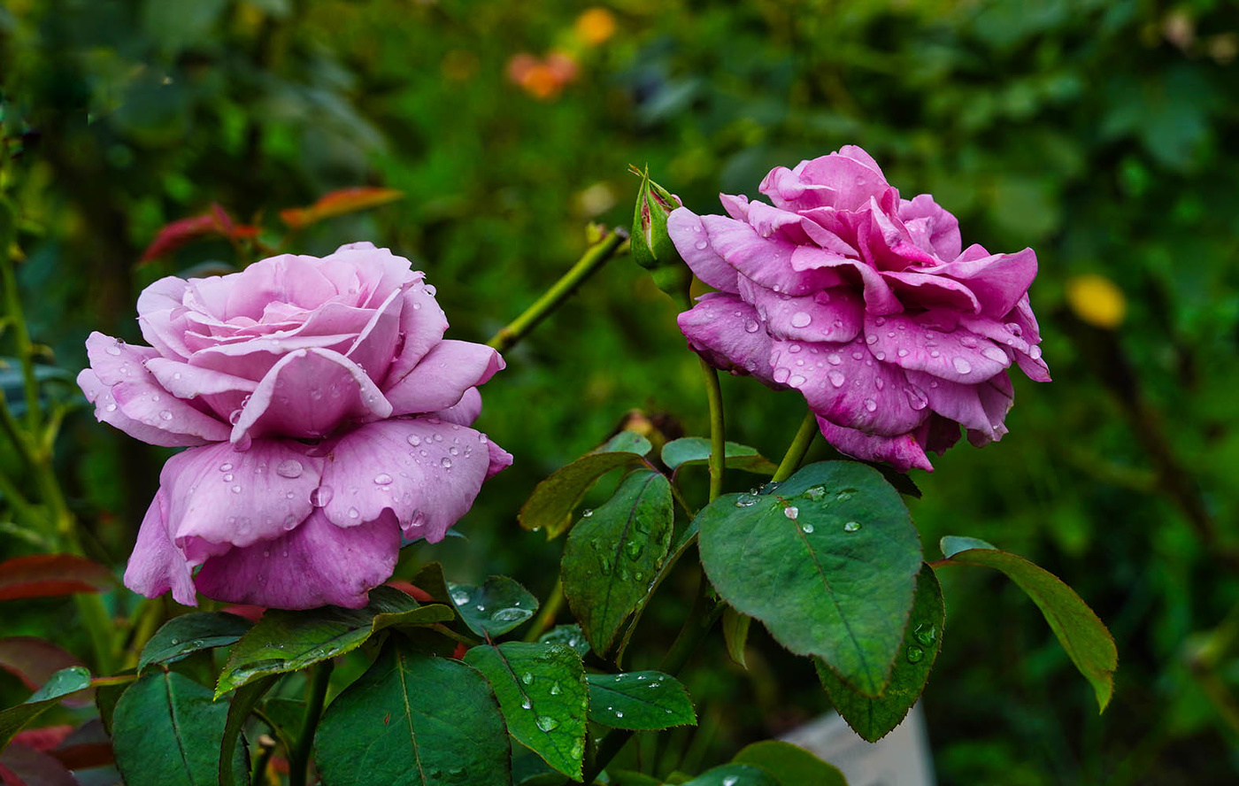 После дождя