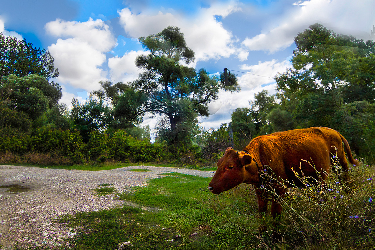 Бычок на выпасе