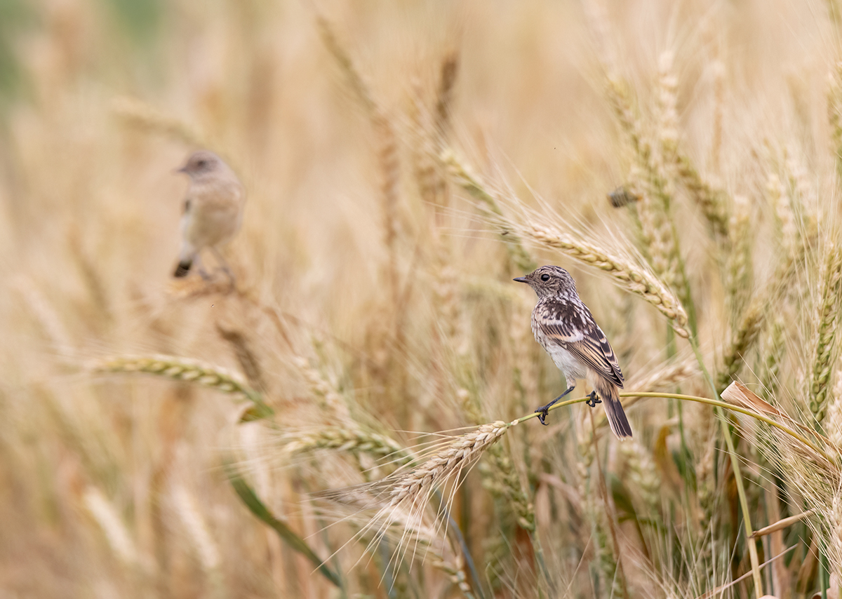 Пара чеканов