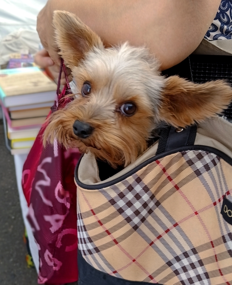 За свежим романчиком...