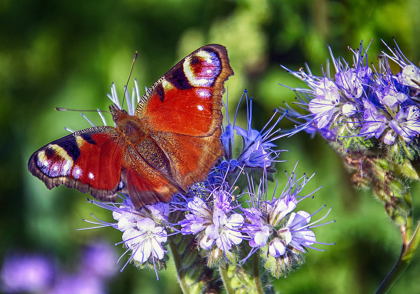 Павлиний глаз