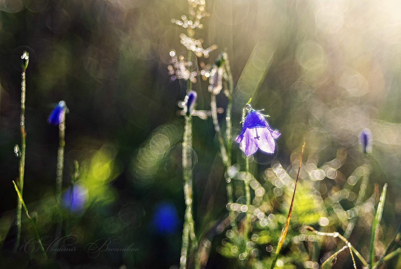 Колокольчик луговой