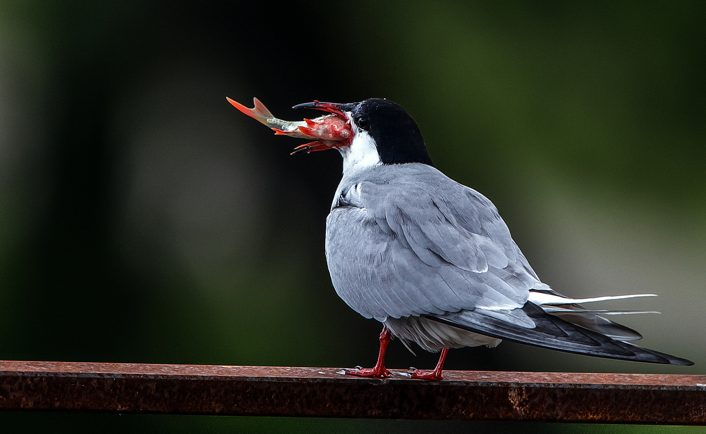 Большому куску и рот радуется...