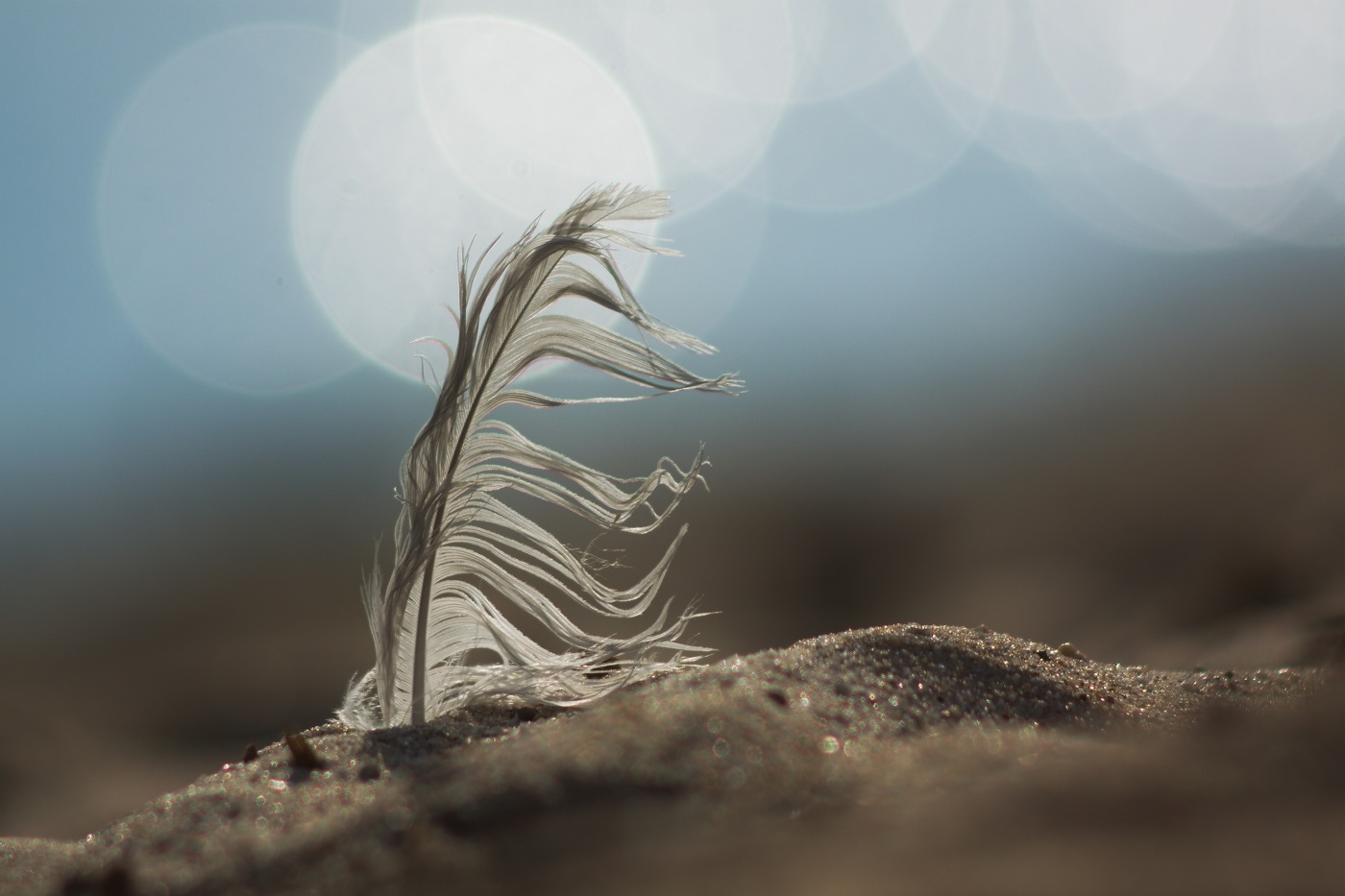 Из жизни Чайки