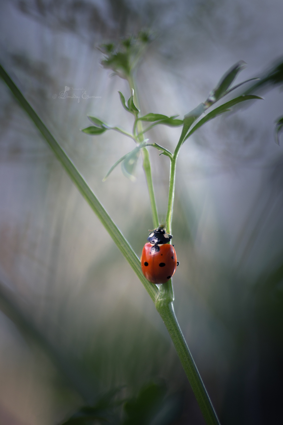 Где-то на лугу...