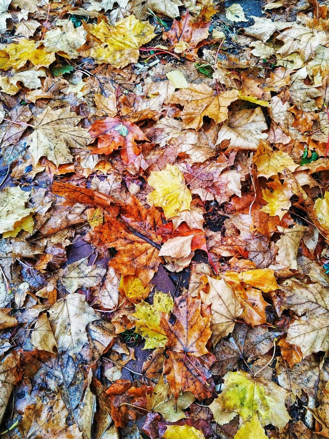 Цвета осени