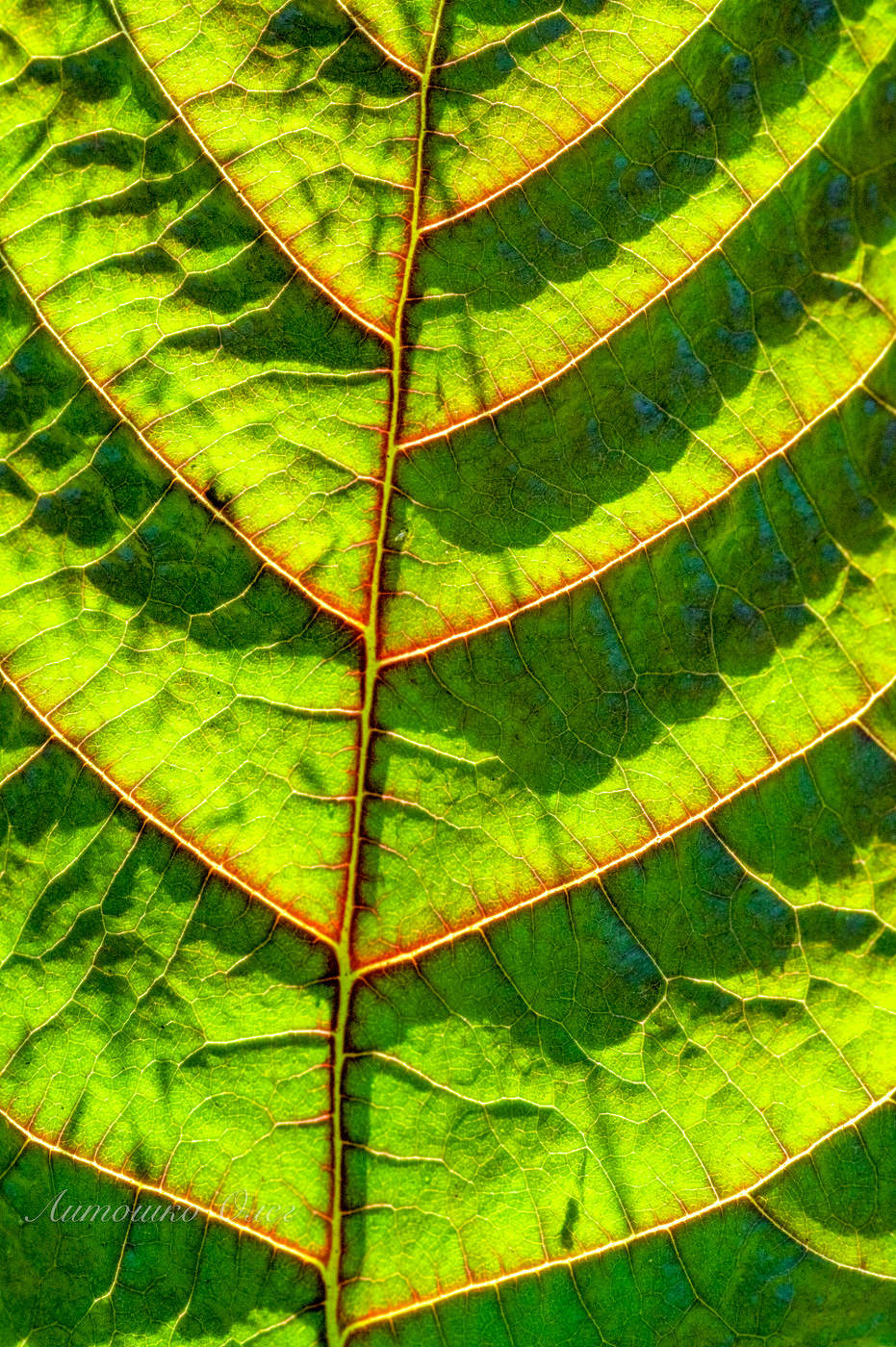 Лист ольхи.