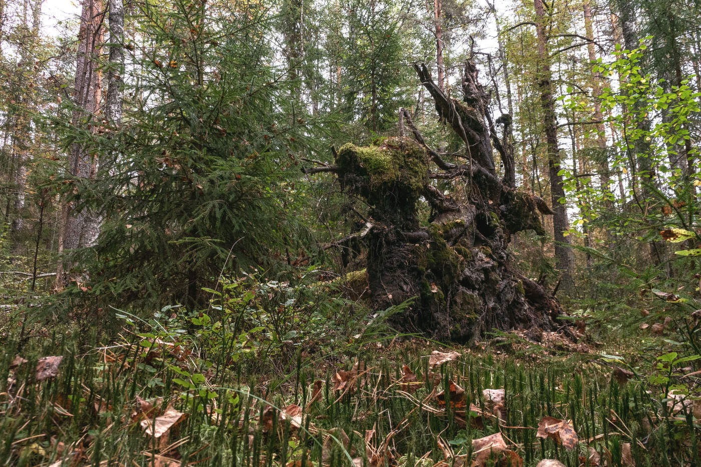 Жизнь вокруг